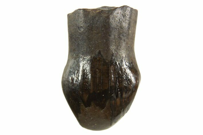 Cretaceous Fossil Dinosaur (Thescelosaurus) Tooth - Montana #338973